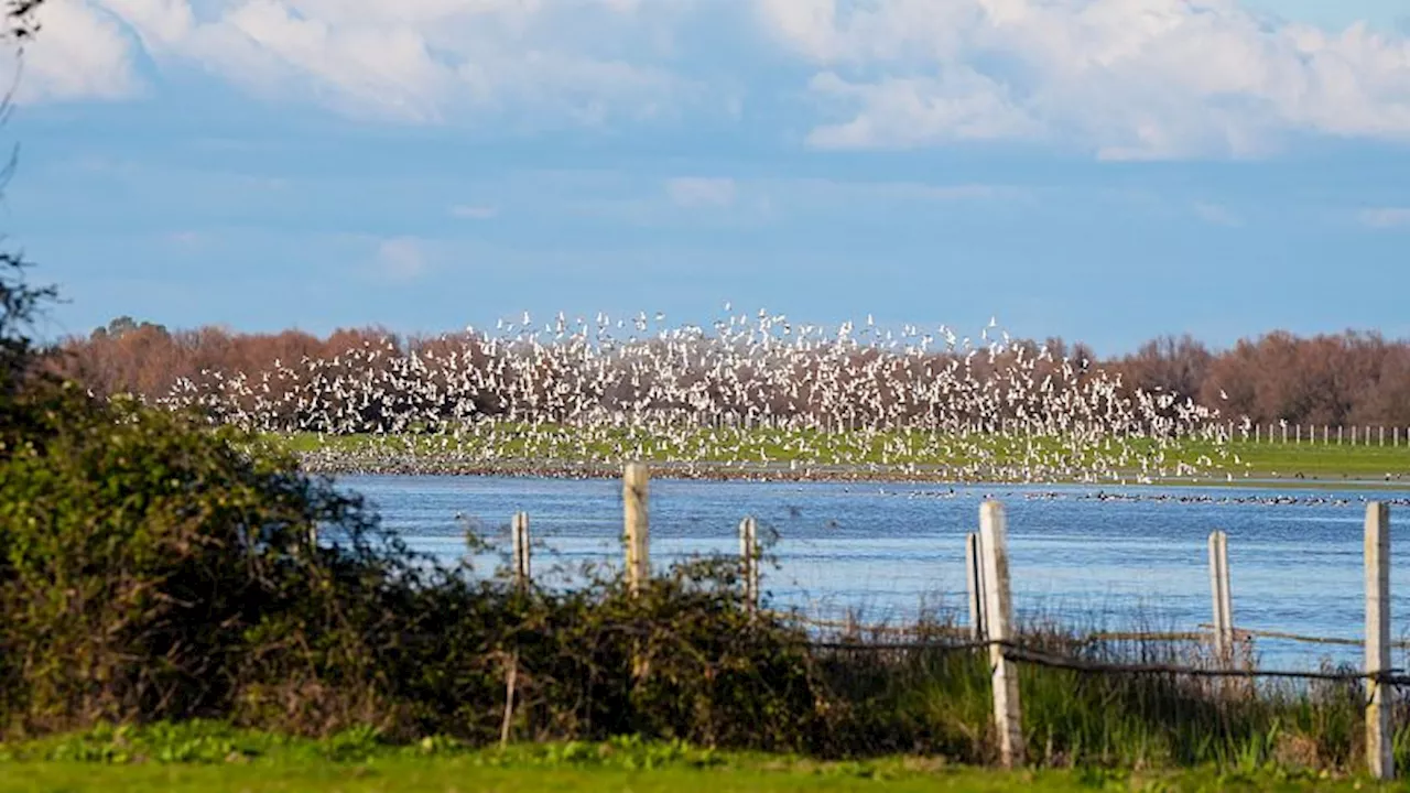 Las especies autóctonas de Doñana están en declive