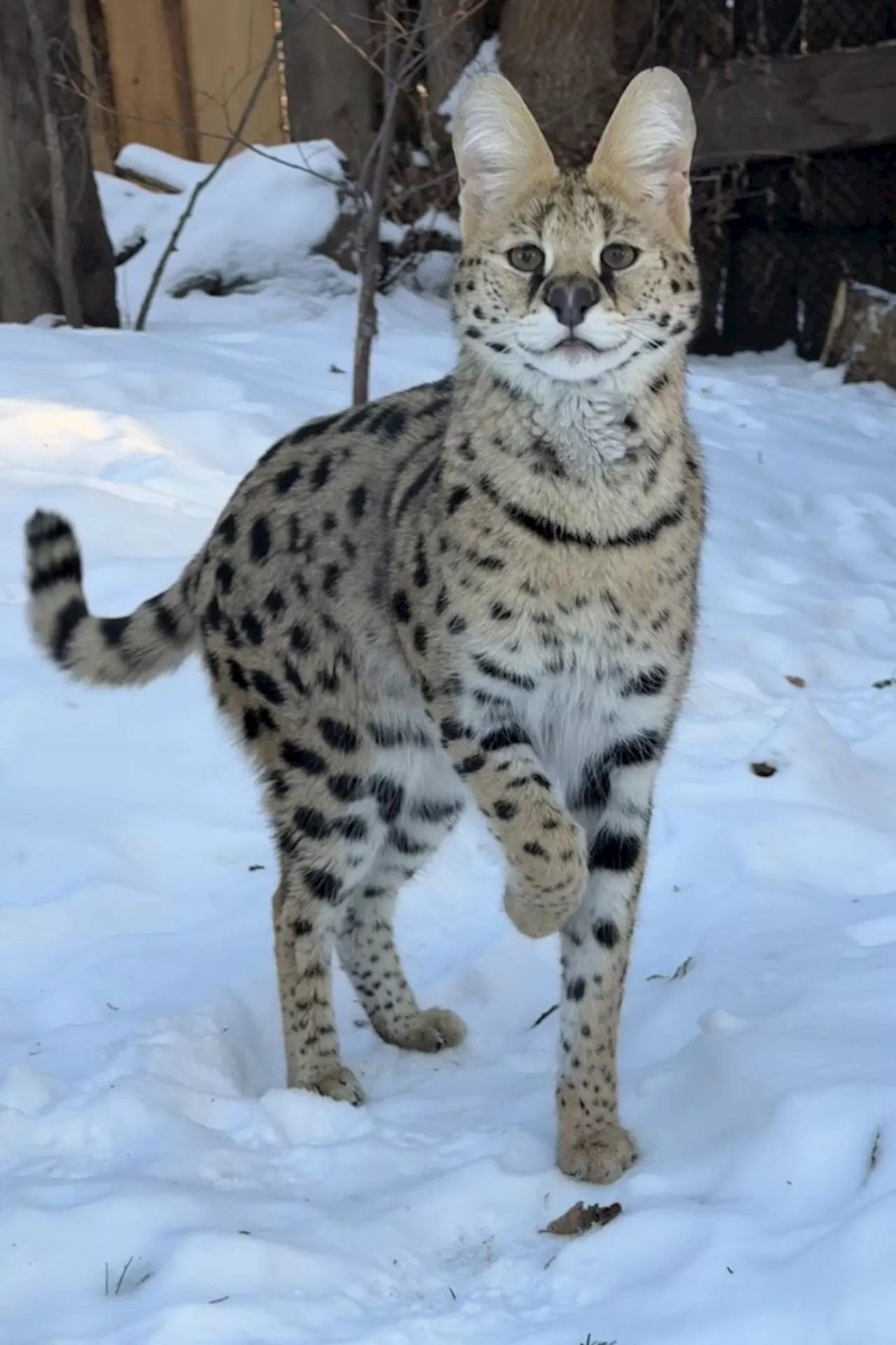 Alberta Woman Fined for Illegally Importing Serval Cats