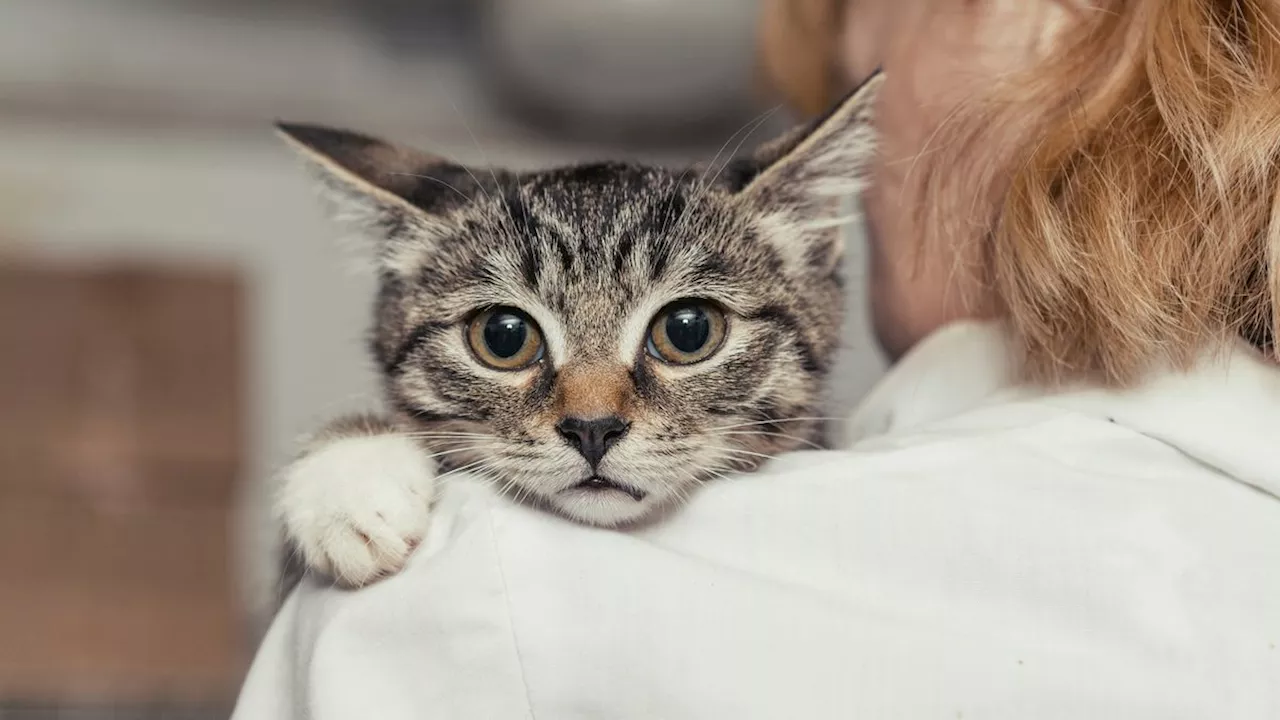 Schweizer Gericht verurteilt Franzosen wegen Tierpornografie