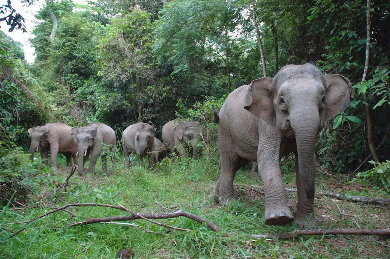 Wild Elephants Damage Homes and Crops in Perak