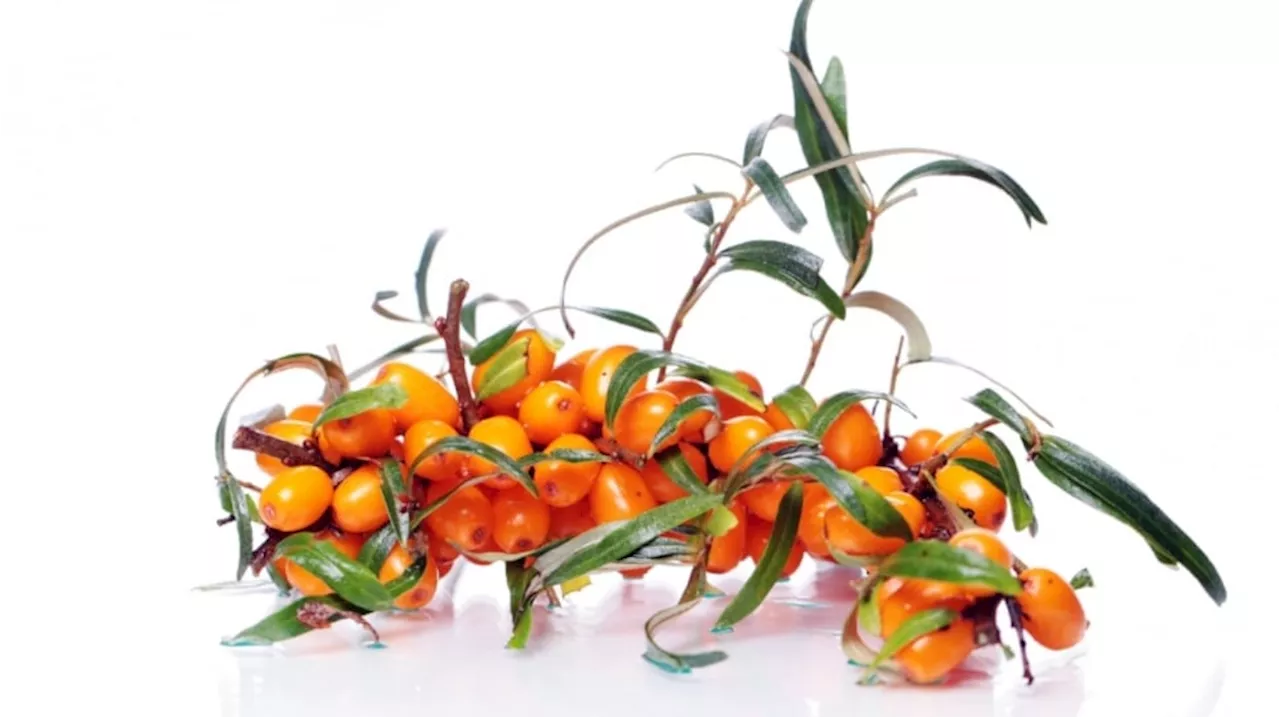 Sea Buckthorn: Bahan Unggulan untuk Perawatan Kulit