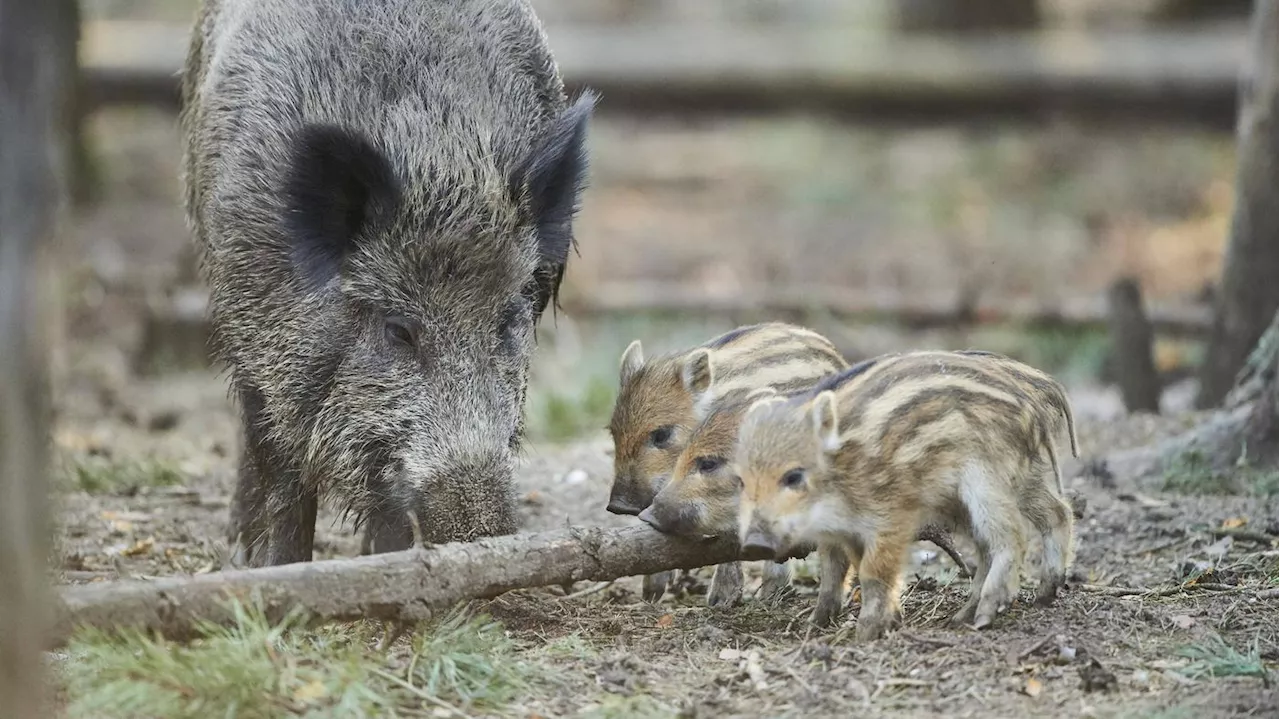 Wildschweine in der Stadt: So verhalten Sie sich richtig bei Begegnungen