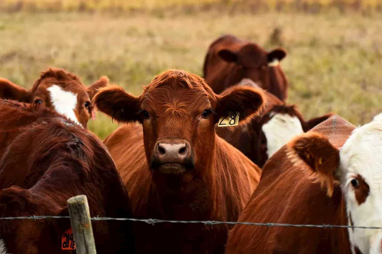 Foot-and-Mouth Disease Outbreak in South Africa Raises Concerns for Meat Exports