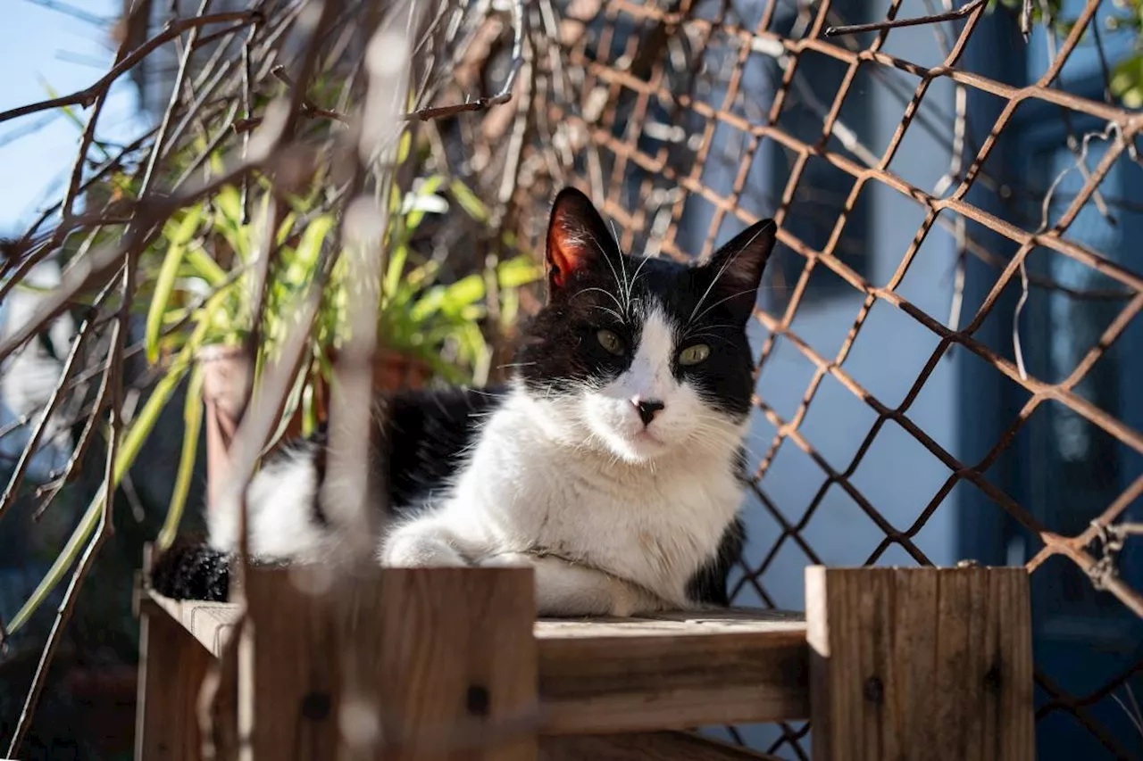 Purrfect! Scotland has no plans to ban cats, leader says