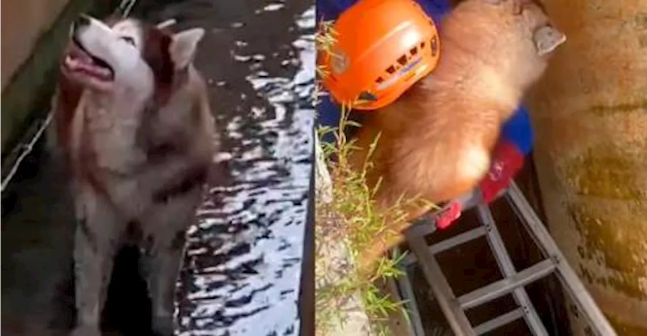 Husky Rescued From Drain by Patient Malaysian Civil Defence Force