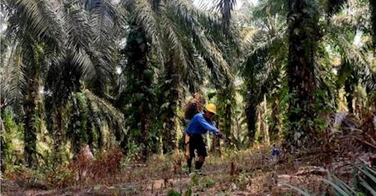 Malaysia Focuses on Workforce and Innovation to Address Palm Oil Challenges