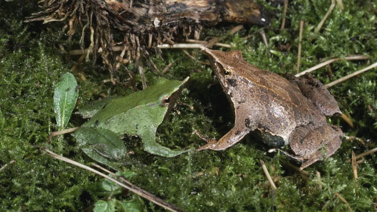 Artensterben: Bedrohter Nasenfrosch bekommt Nachwuchs