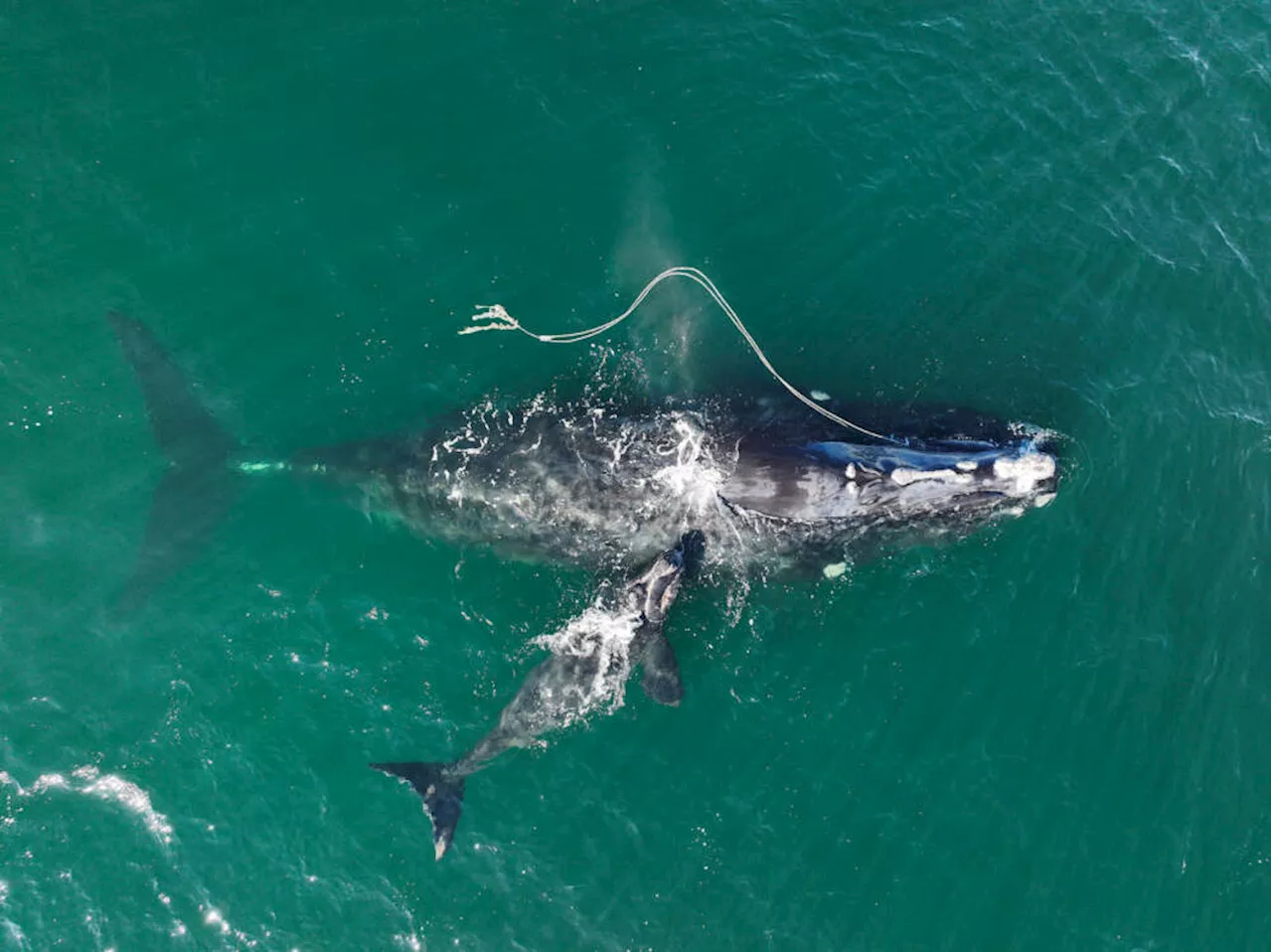 Federal Court Reinstates Fishing Restrictions to Protect Endangered Whales