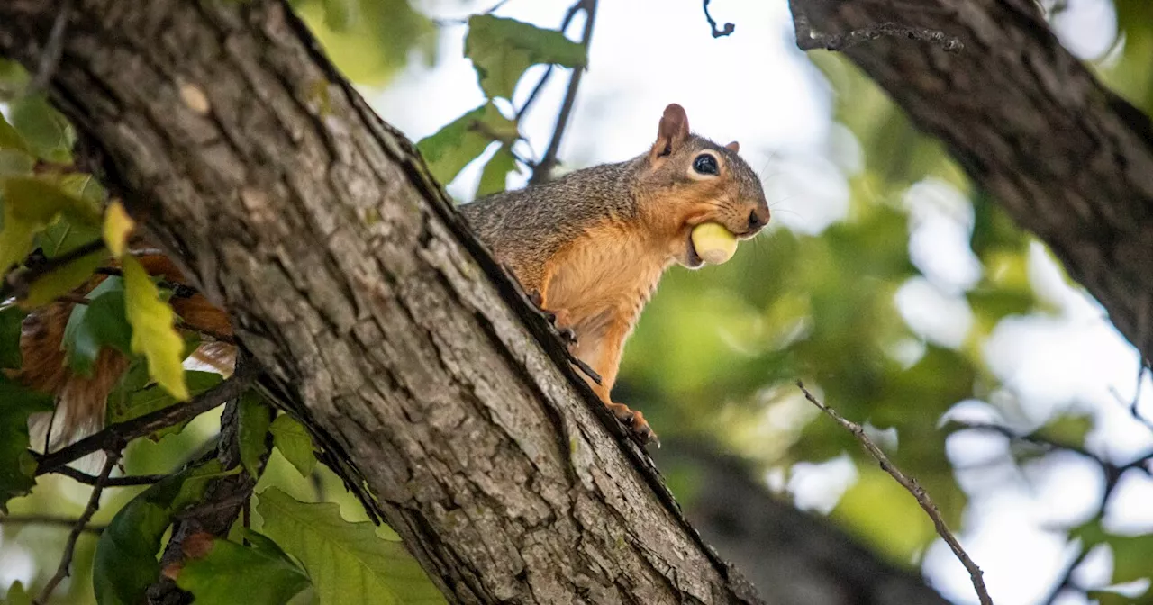 Akron budgeting $750,000 to plant trees this year