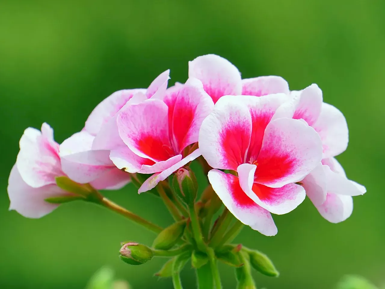 Plantas que florece todo el año