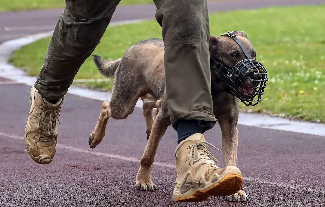 Un Chien Sauvé des Maltraitances, Son Maitre Condamné