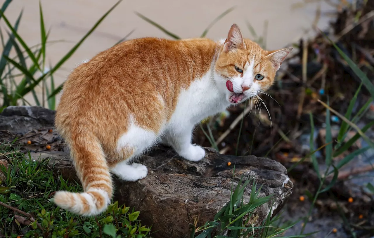 Une Femme Condamnée pour les Défaecations de son Chat chez le Voisin