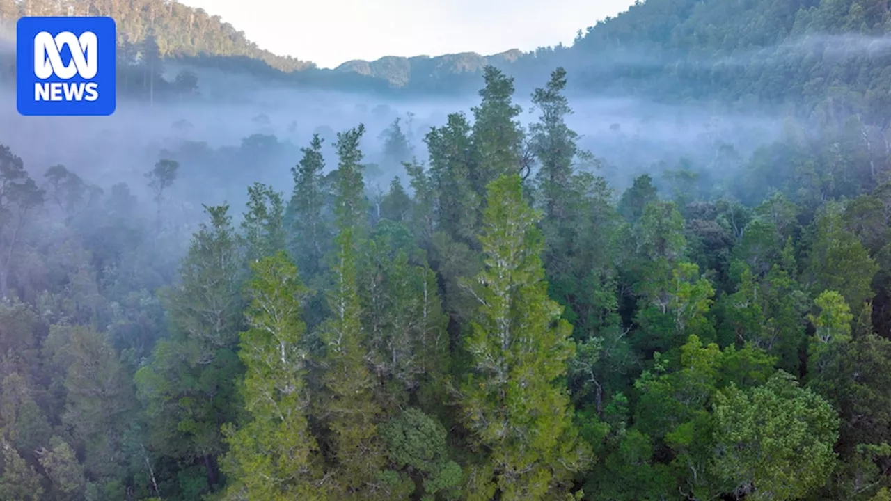 Ancient Huon Pine Grove Threatened by Tasmania Bushfires