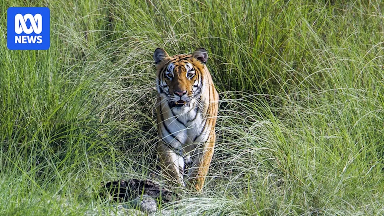 Nepal's Tiger Triumph Turns into a Dilemma: Conservation vs. Human Safety