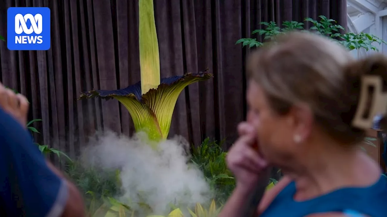 Researcher uncovers just how much Sydney's corpse flower Putricia smells like human remains