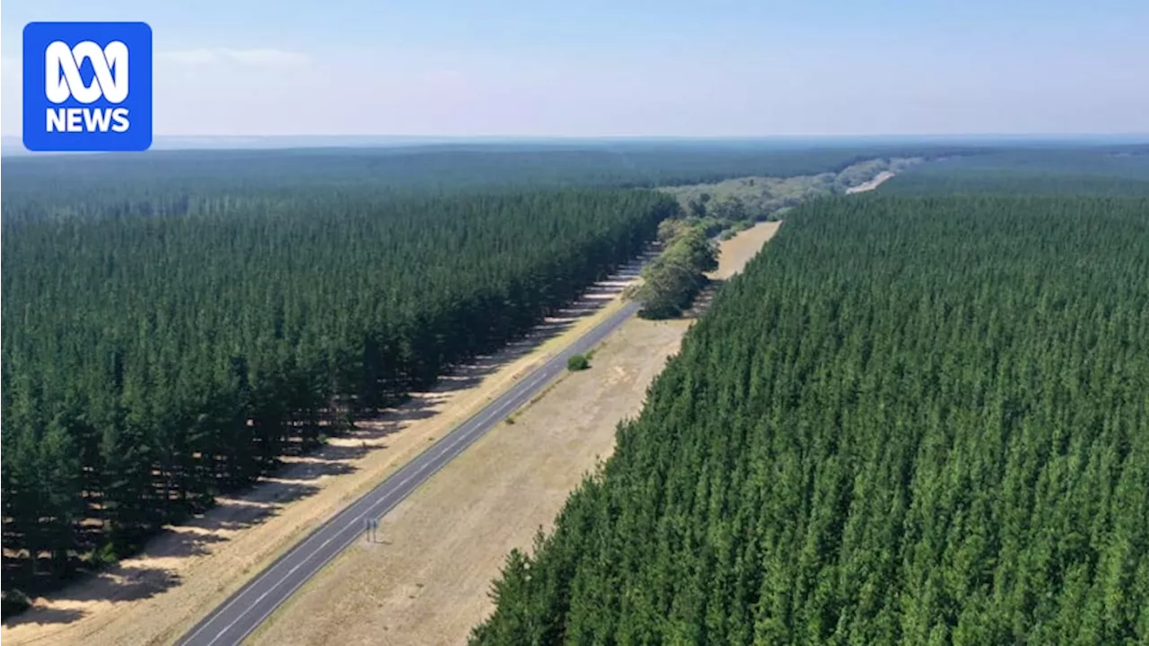 Victoria's Pine Plantations Eyed for $1.2 Billion Wind Farm