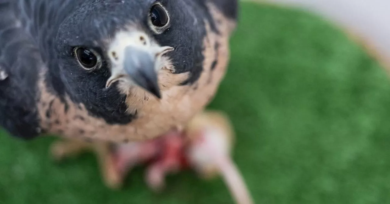 Bird Rescue Center Offers to Feed Ex's Name to Raptor for Valentine's Day