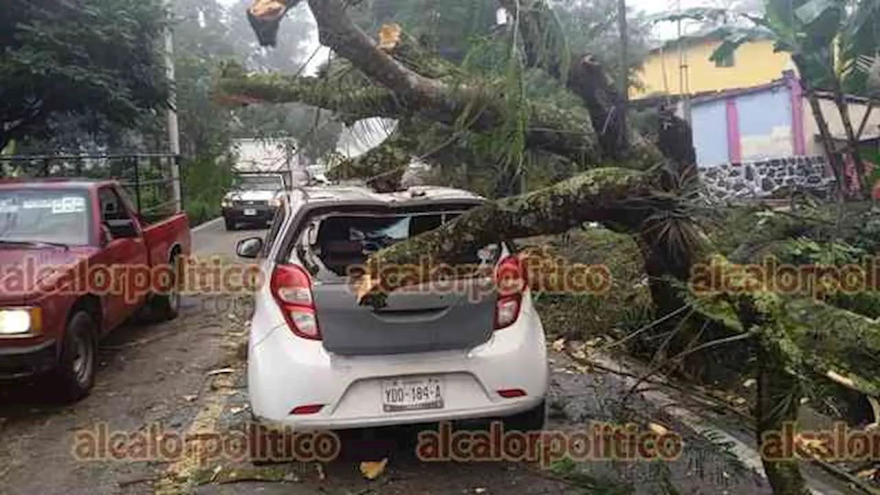 Caída de árbol sobre vehículo deja al menos 2 lesionados en la carretera Las Trancas-Coatepec