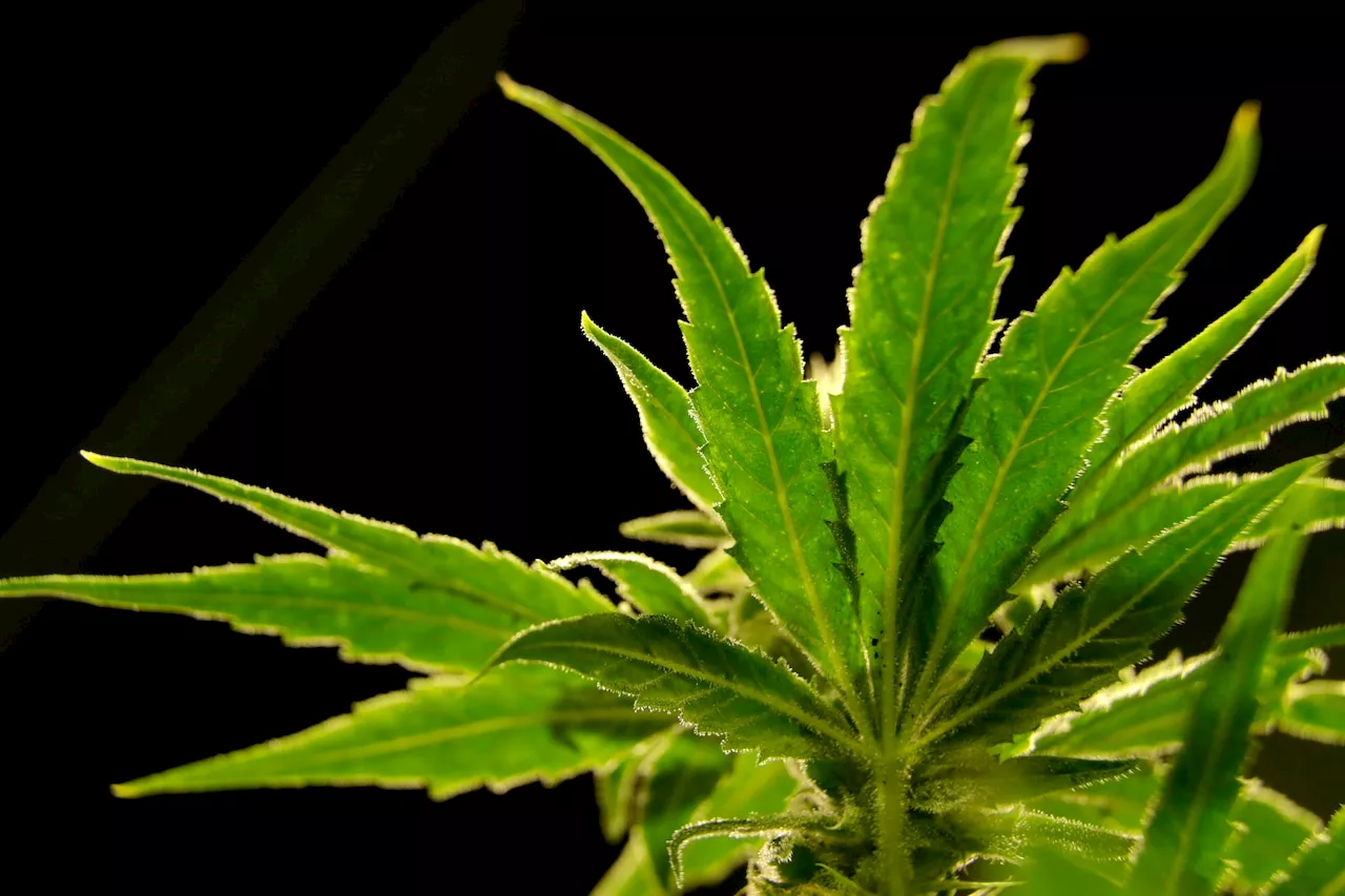 Alabama lawmaker wants private consultant to speed up medical marijuana licensing