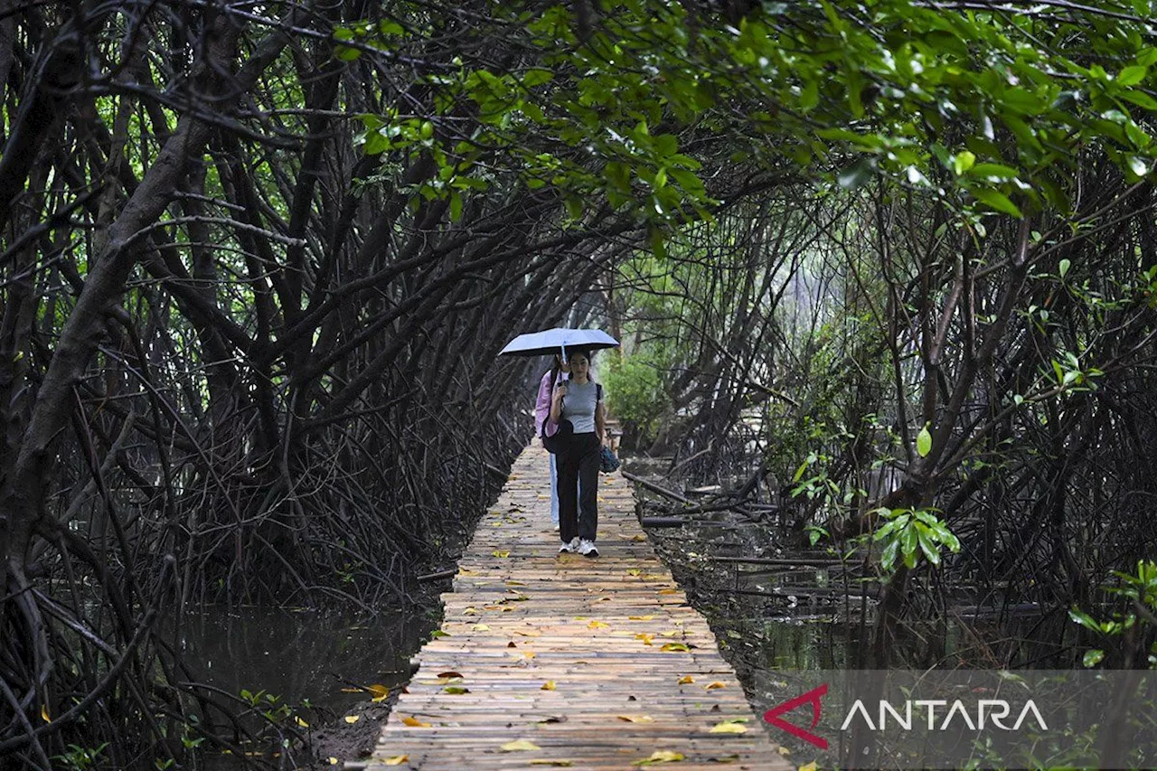 Bakal ada 'Giant Mangrove Wall' untuk lindungi Jakarta