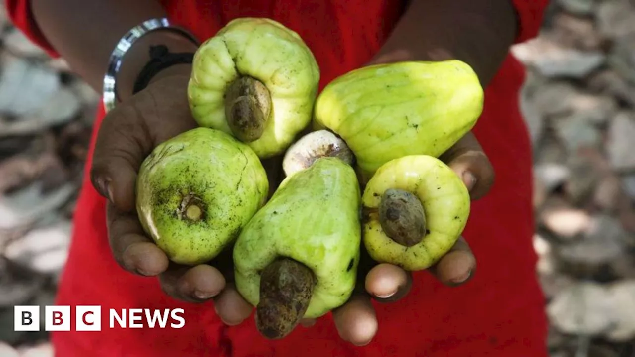 Ghana's Cashew Conundrum: High Prices and Missed Opportunities