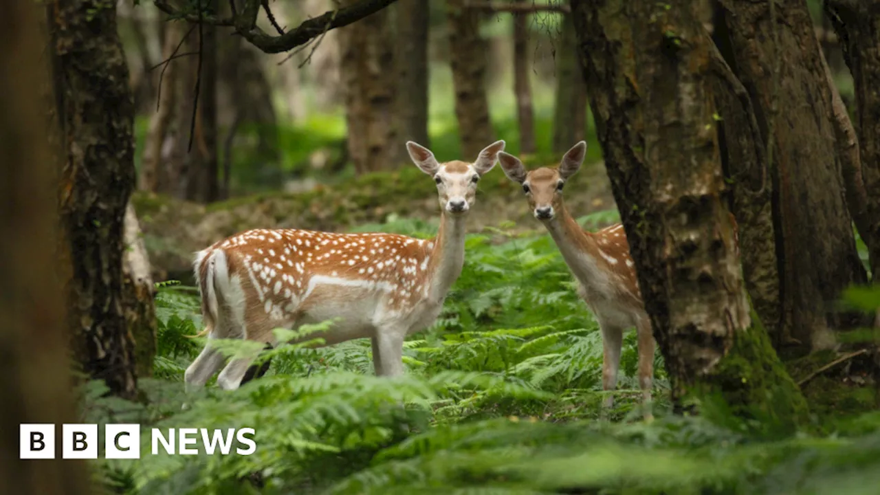 Teenage Photographer Wins Wildlife Competition With 'Peekaboo' Deer Photo