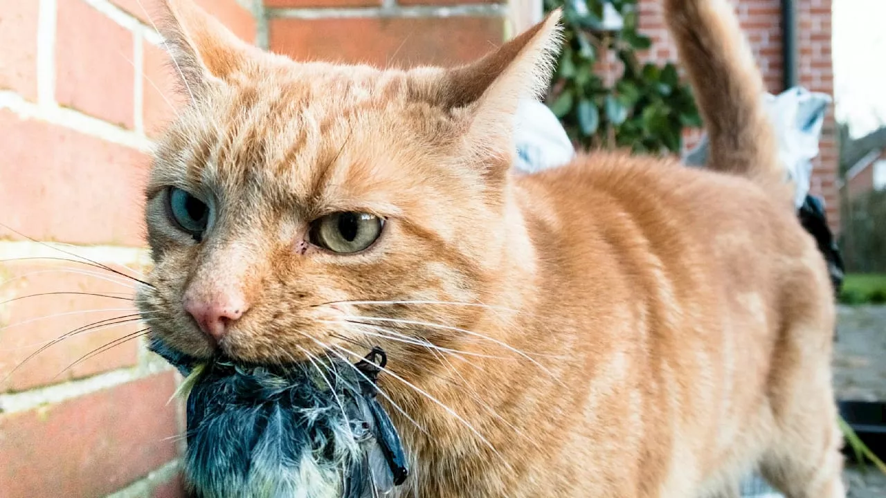 Schottland: Diskussion um Katzen-Verbot sorgt für Aufruhr