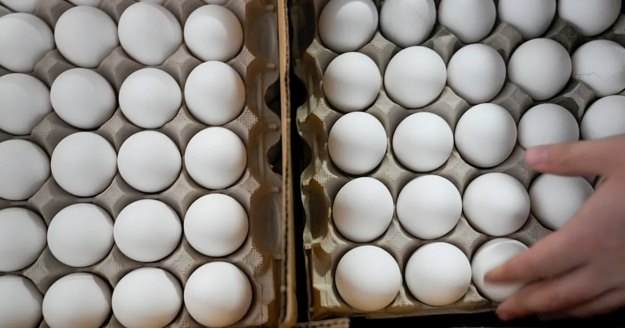 100,000 Organic Eggs Stolen in Pennsylvania