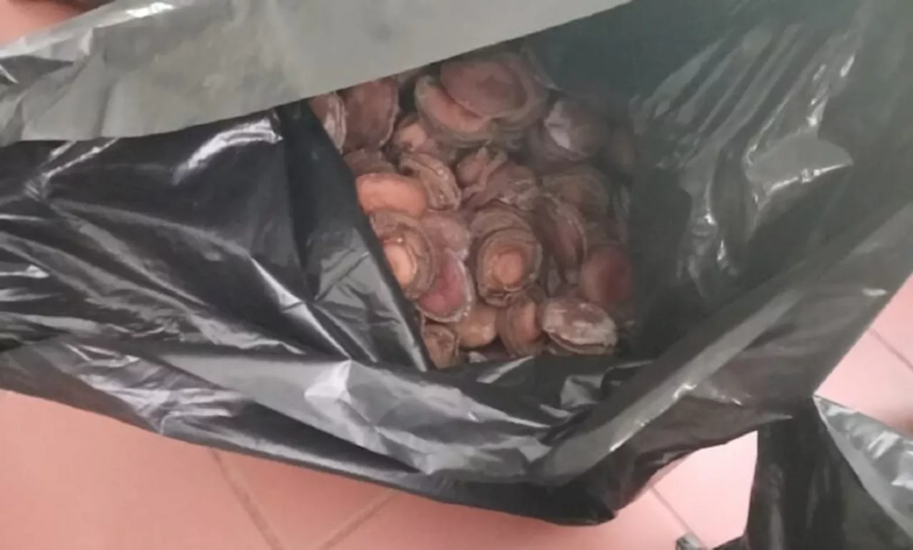 Two Arrested in Eastleigh for Illegal Abalone Trade