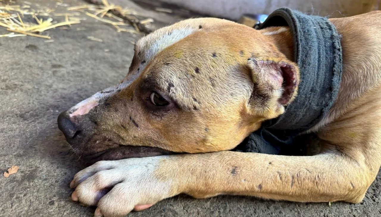 Three Arrested in Cape Town Dogfighting Ring Bust