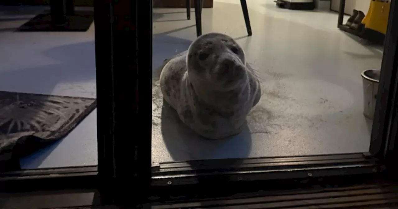 Seals Slipped Into Dutch Hotel Room, Disrupting Guest's Holiday