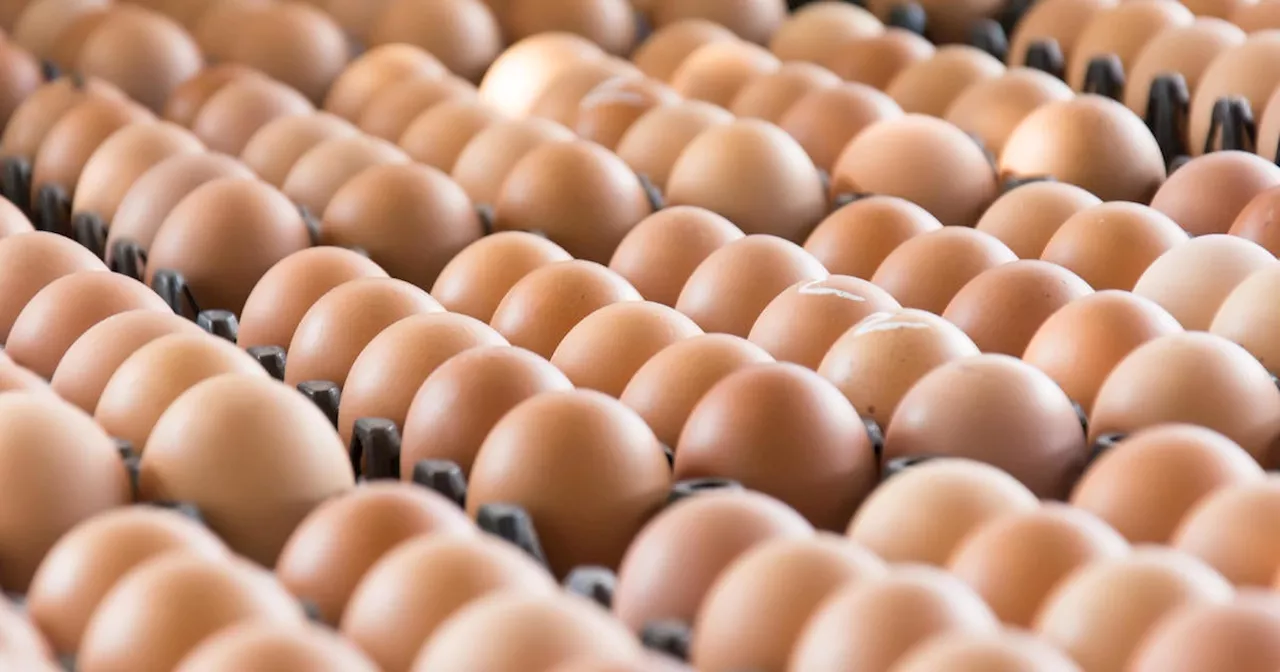 Truckload of Eggs Worth $40,000 Stolen in Pennsylvania Amid Rising Egg Costs