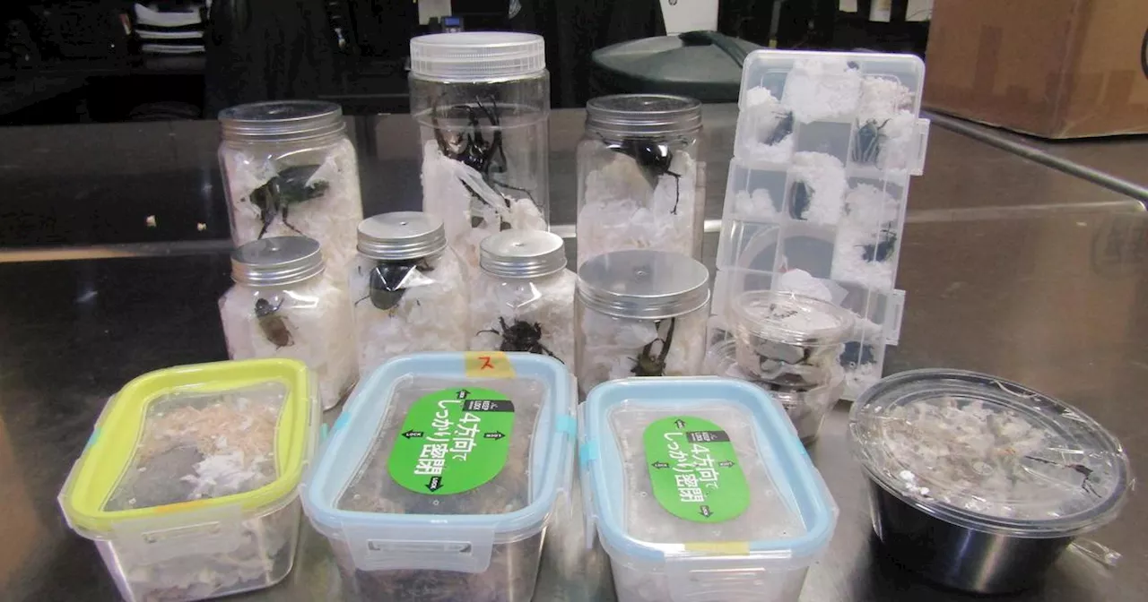 Live Beetles Disguised as Japanese Snacks Seized at LAX