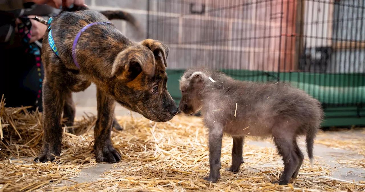 Orphaned wolf pup bonds with shelter dog at Kansas zoo: 'Perfect pairing'