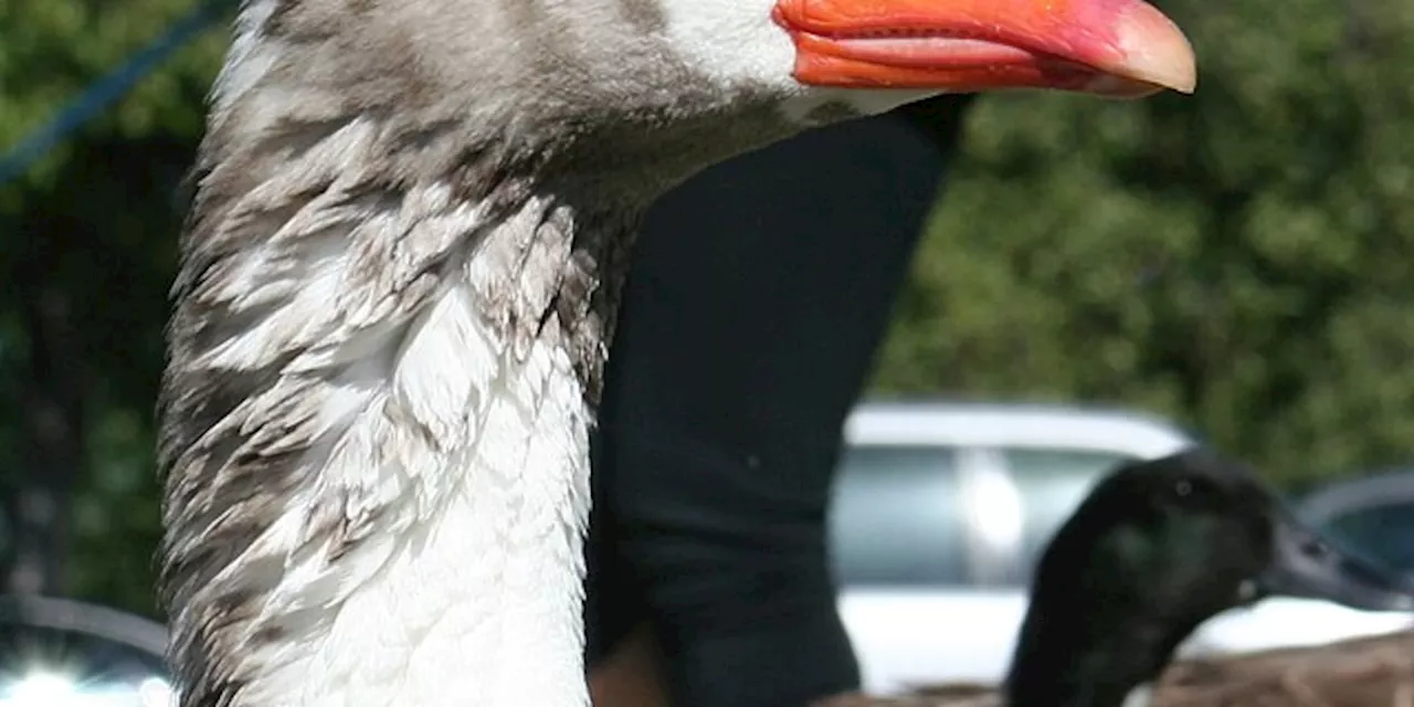 Mass Goose Deaths From Flu Spark Concern in Ohio Township