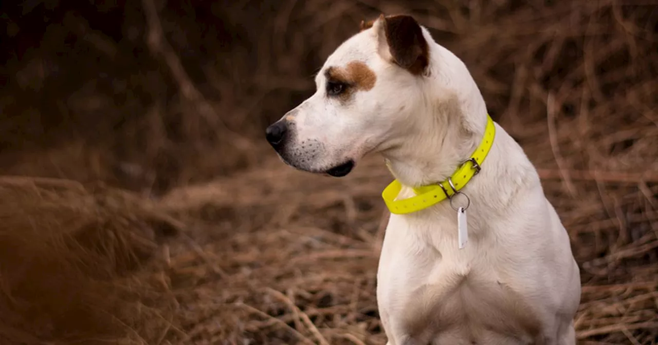 Push for electric shock collar ban as dog welfare experts join forces with MSPs