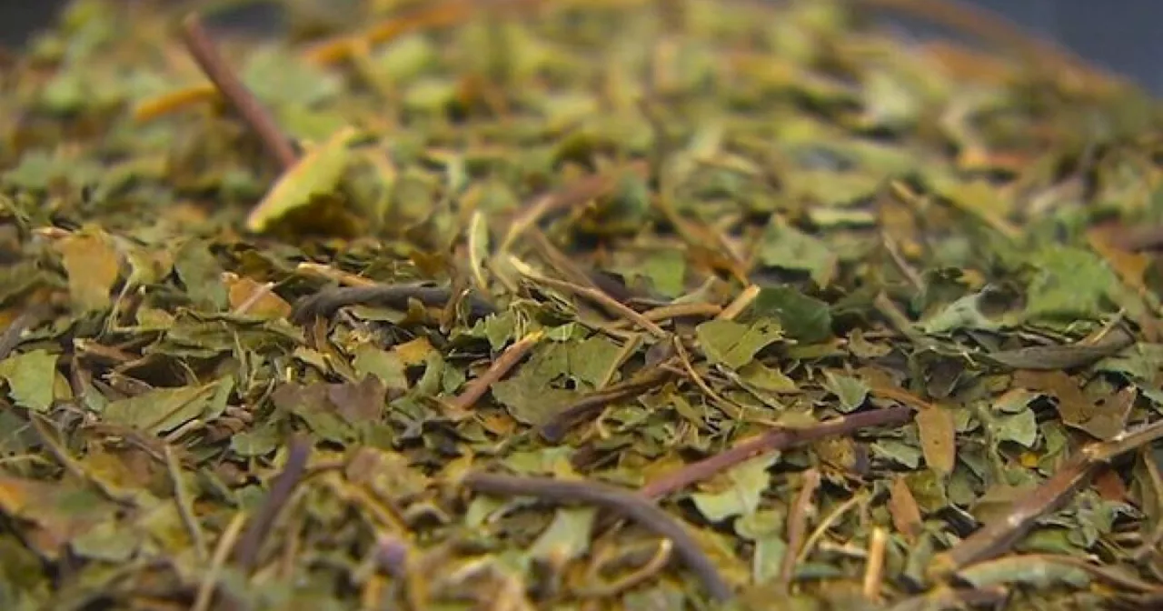 Colorado Lawmakers Push for Stricter Kratom Regulations