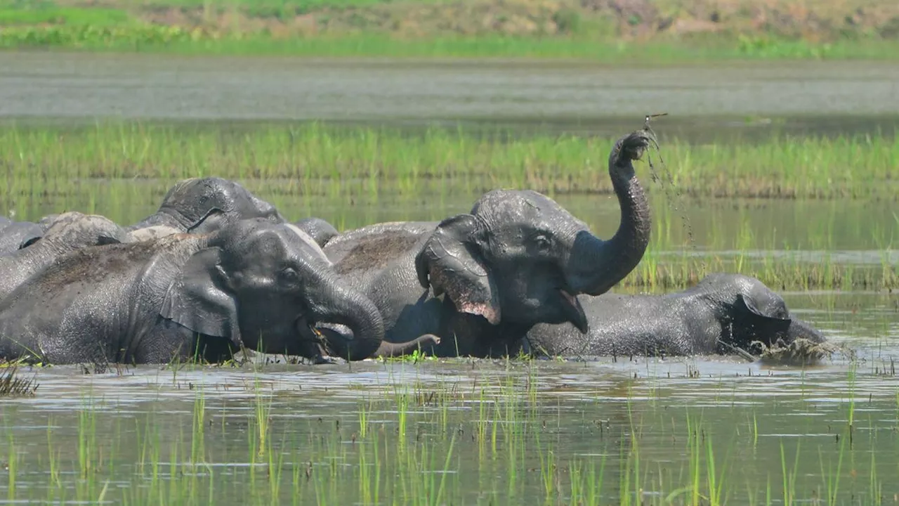 Deutscher Tourist stirbt nach Angriff eines Elefanten in Indien