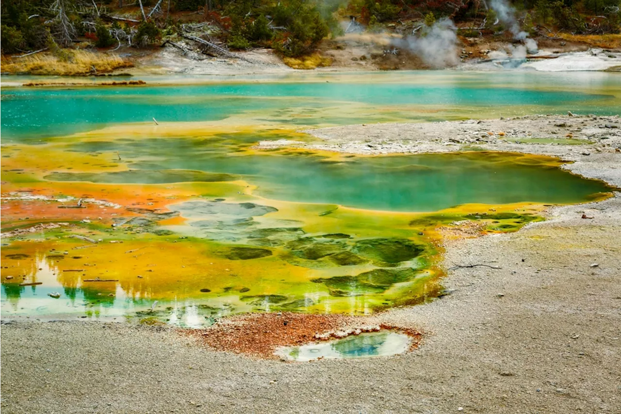 Yellowstone's Microbes Reveal Clues About Early Life on Earth