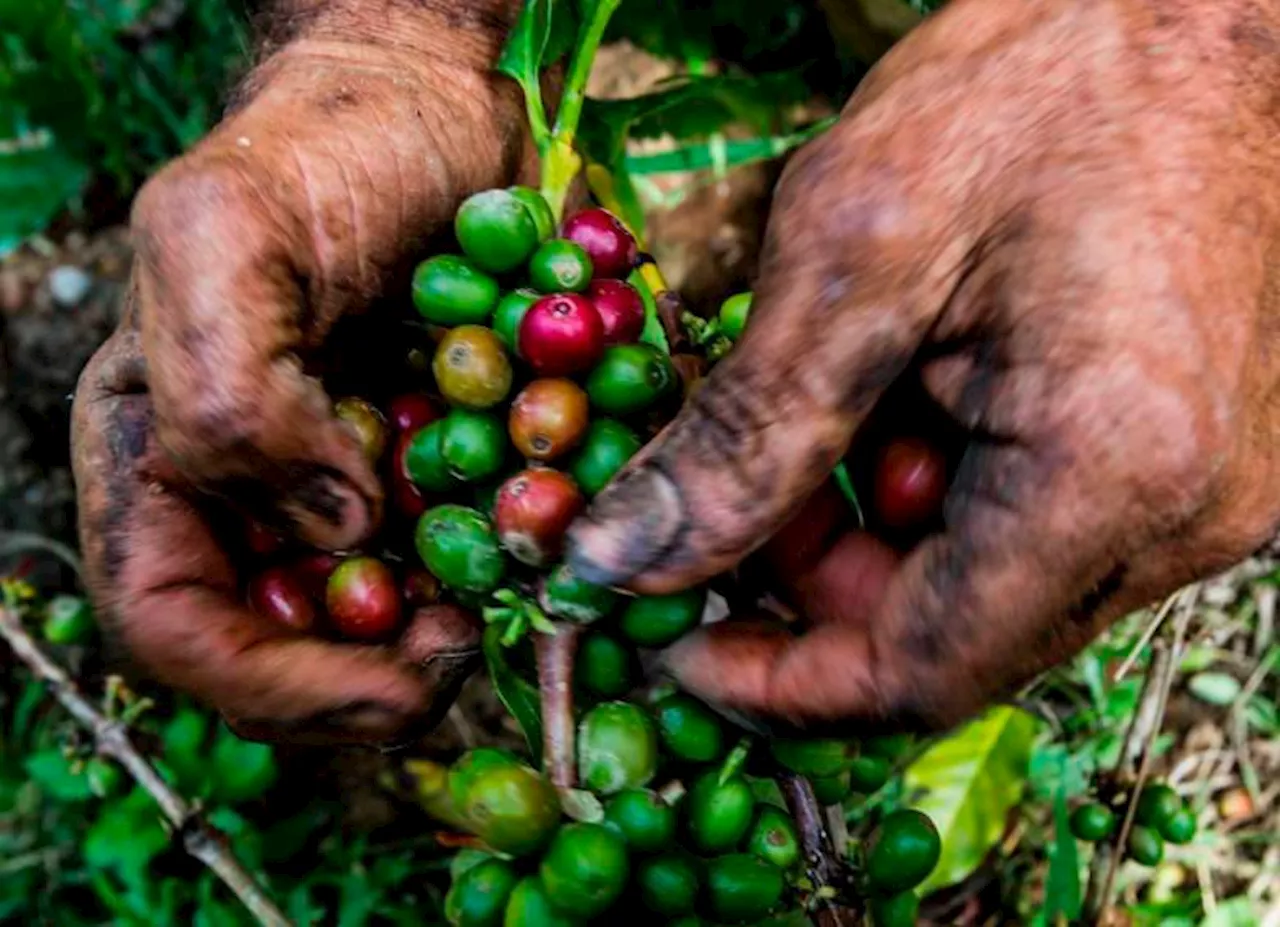 Café colombiano alcanza nuevos récords de precio