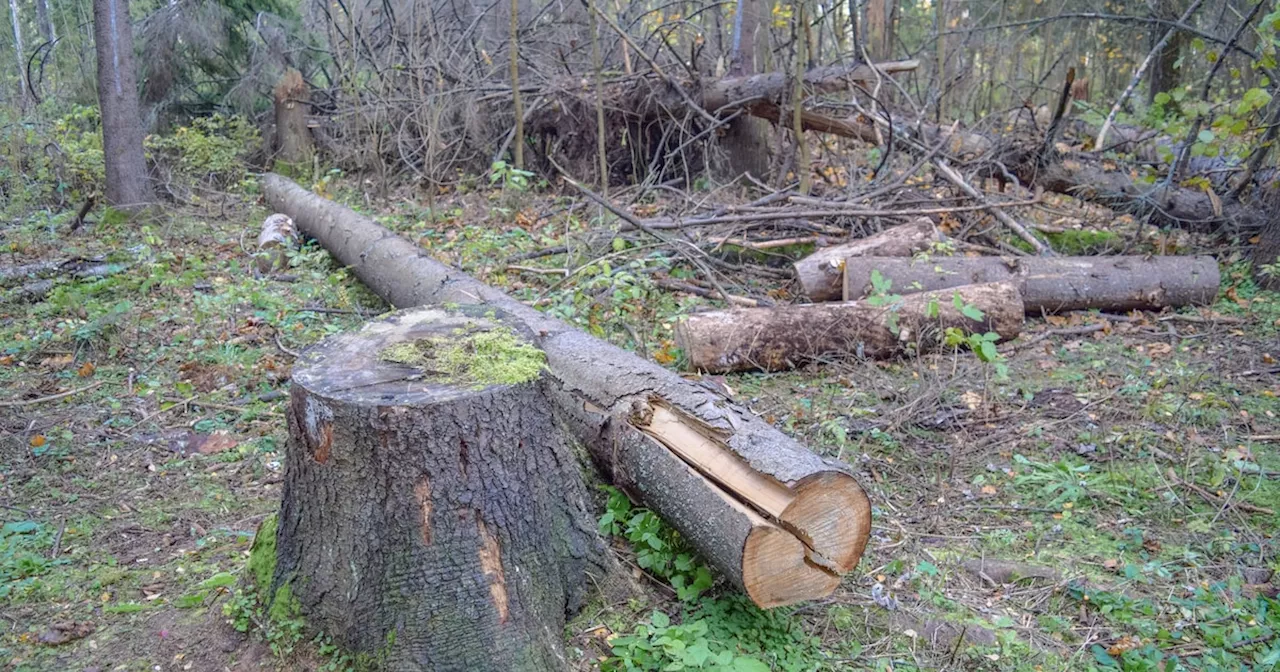 Waldbrand im Grunewald: Förster suchen nach Tätern