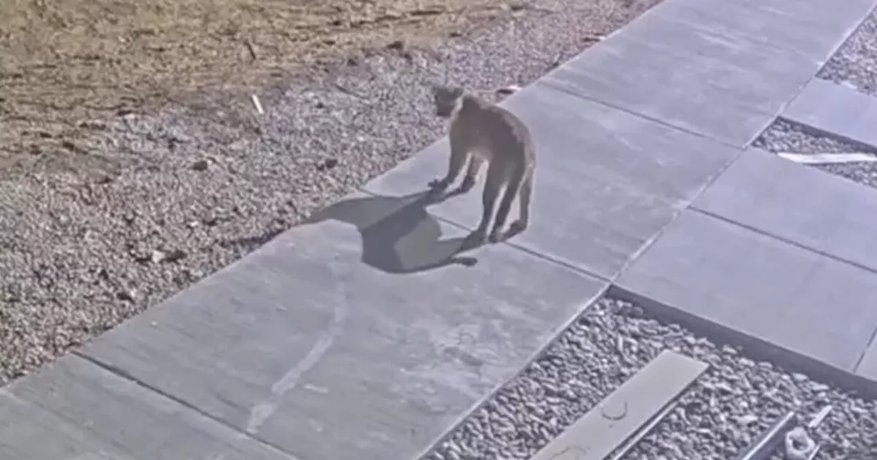 Mountain Lion Spotted Near Murray Apartment Complex