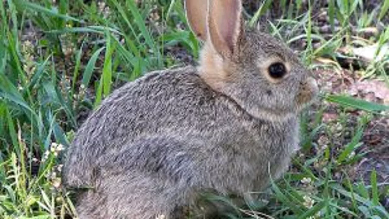 Blow Darts Found in Rabbits Near Vancouver School Spark Concerns and $5,000 Reward