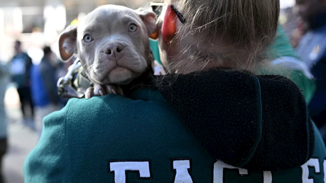 Chewy Offers Free Treats if Eagles Win Super Bowl LIX