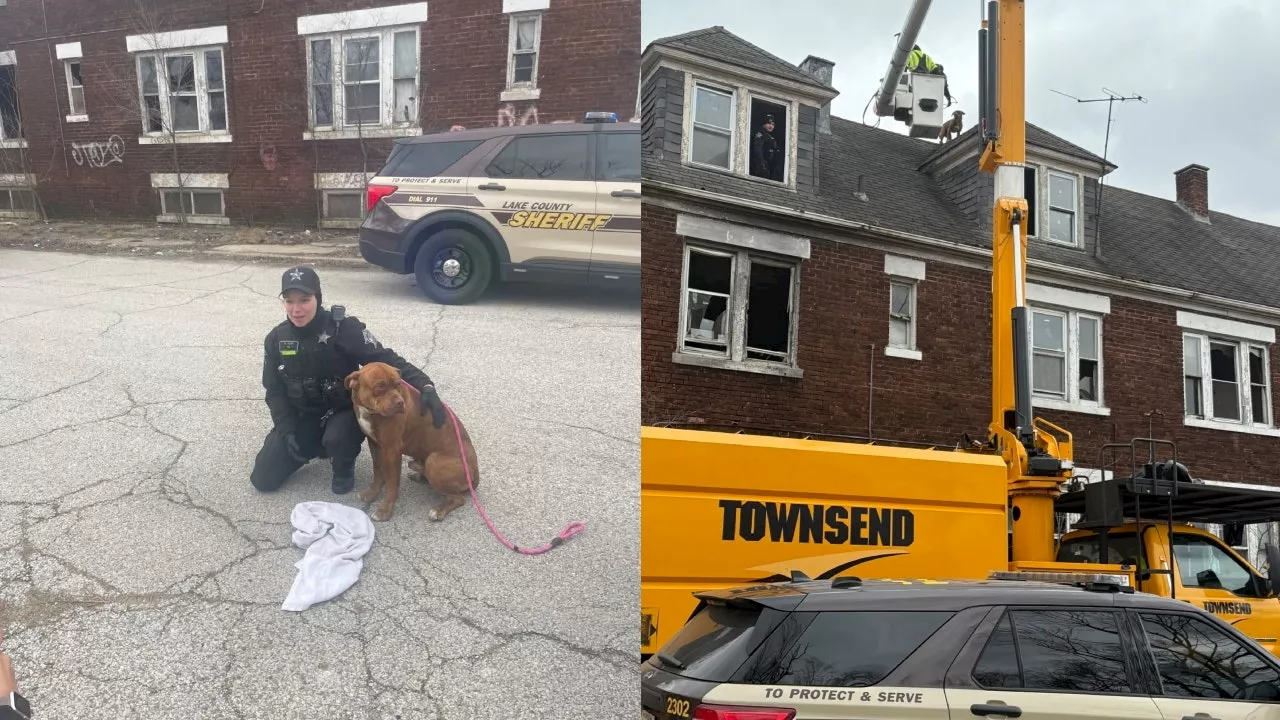 Indiana officers rescue dog from roof of three-story home