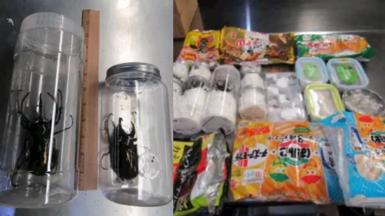 Live Beetles Found in Japanese Snack Packages at LAX