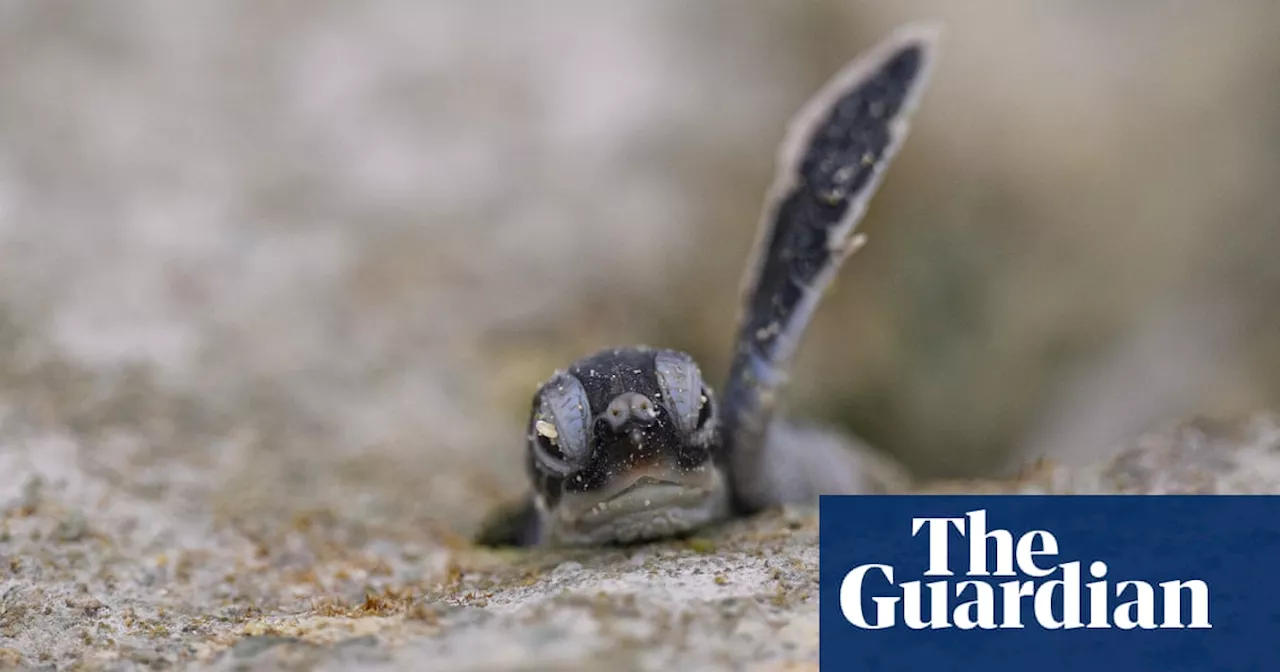 Global News Roundup: From Turtle Hatchlings to Impeachments