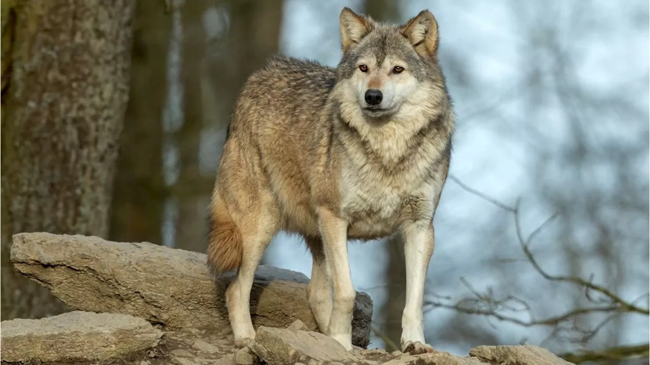 Wolf in Elm erschossen nach Begegnung mit Kind