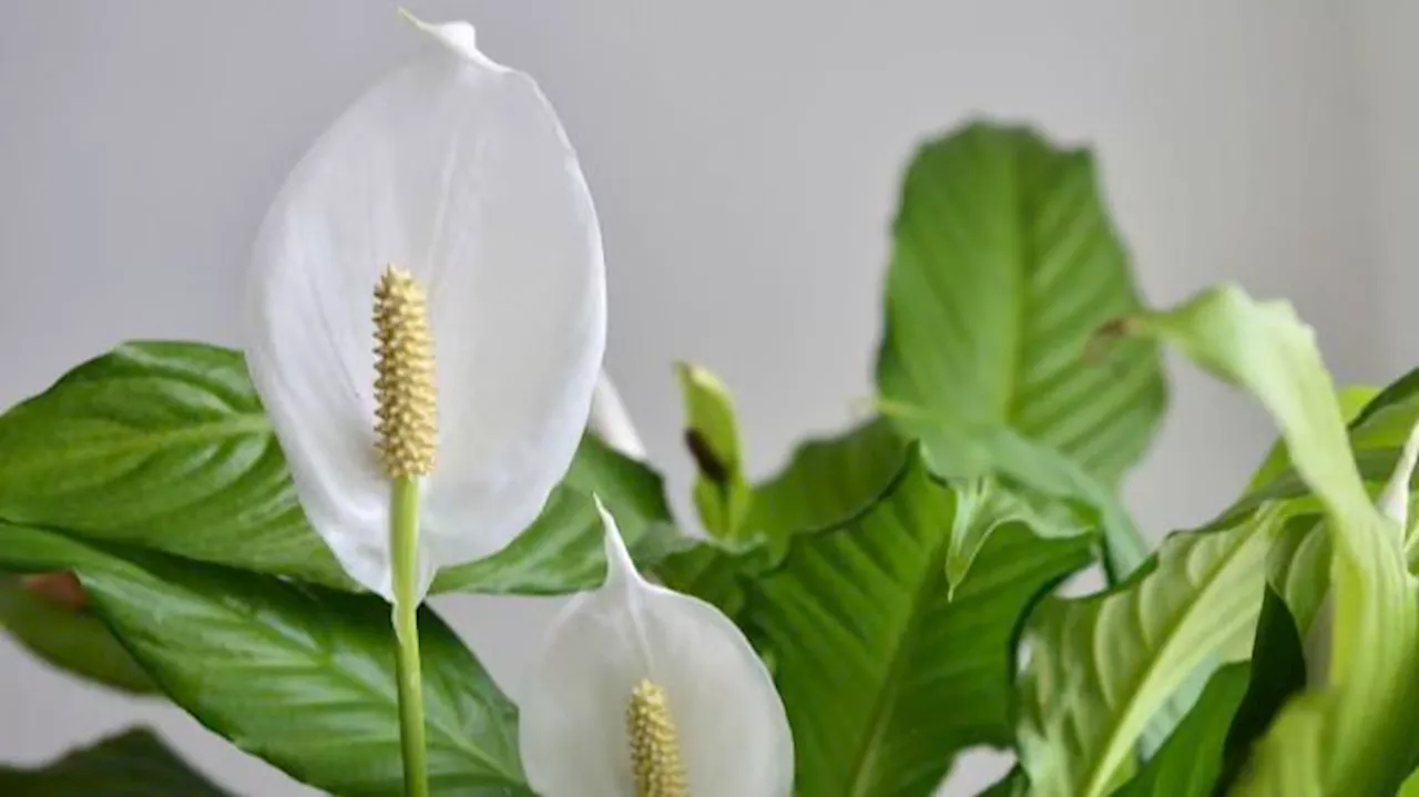 Cómo cuidar un espatifilo para que siempre esté en flor