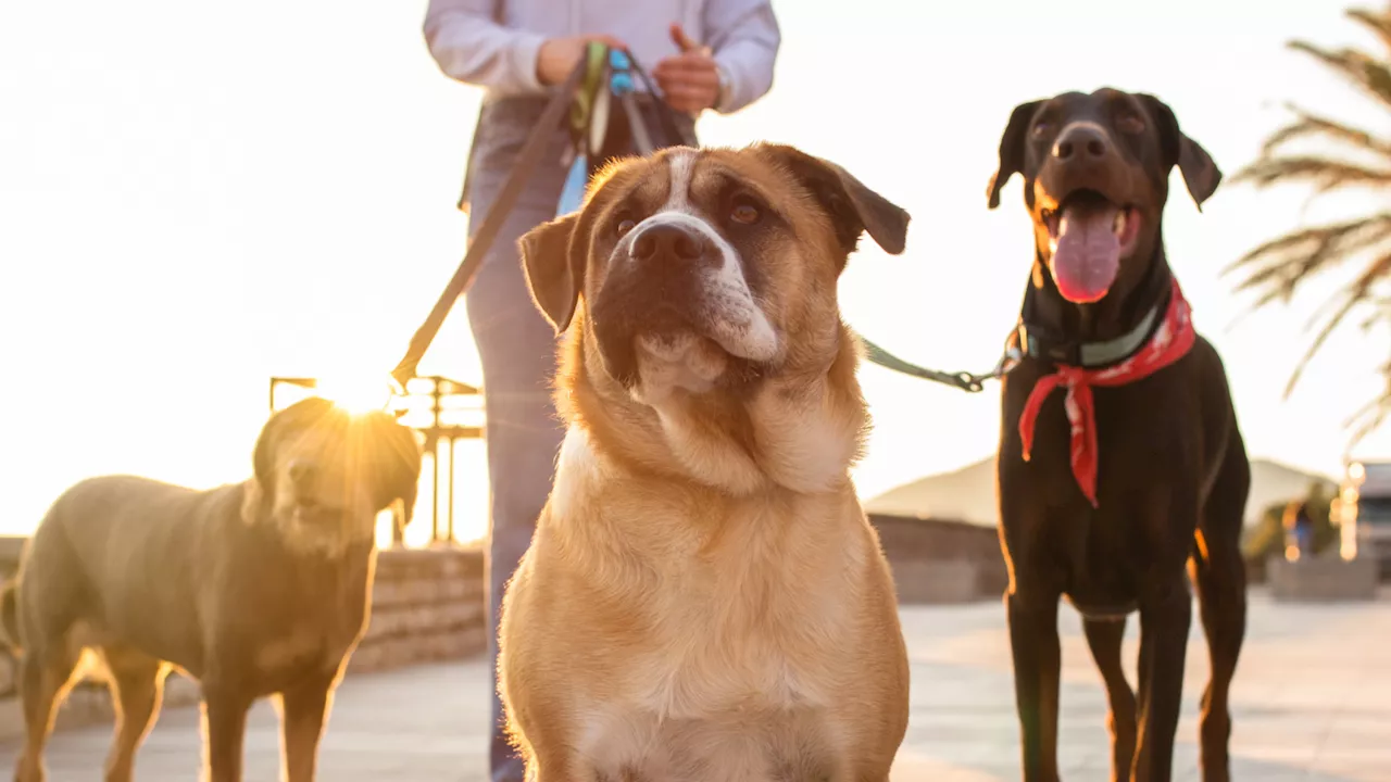 La startup líder en España en salud animal que te reembolsa en minutos y con sólo unos clics el gasto del veterinario